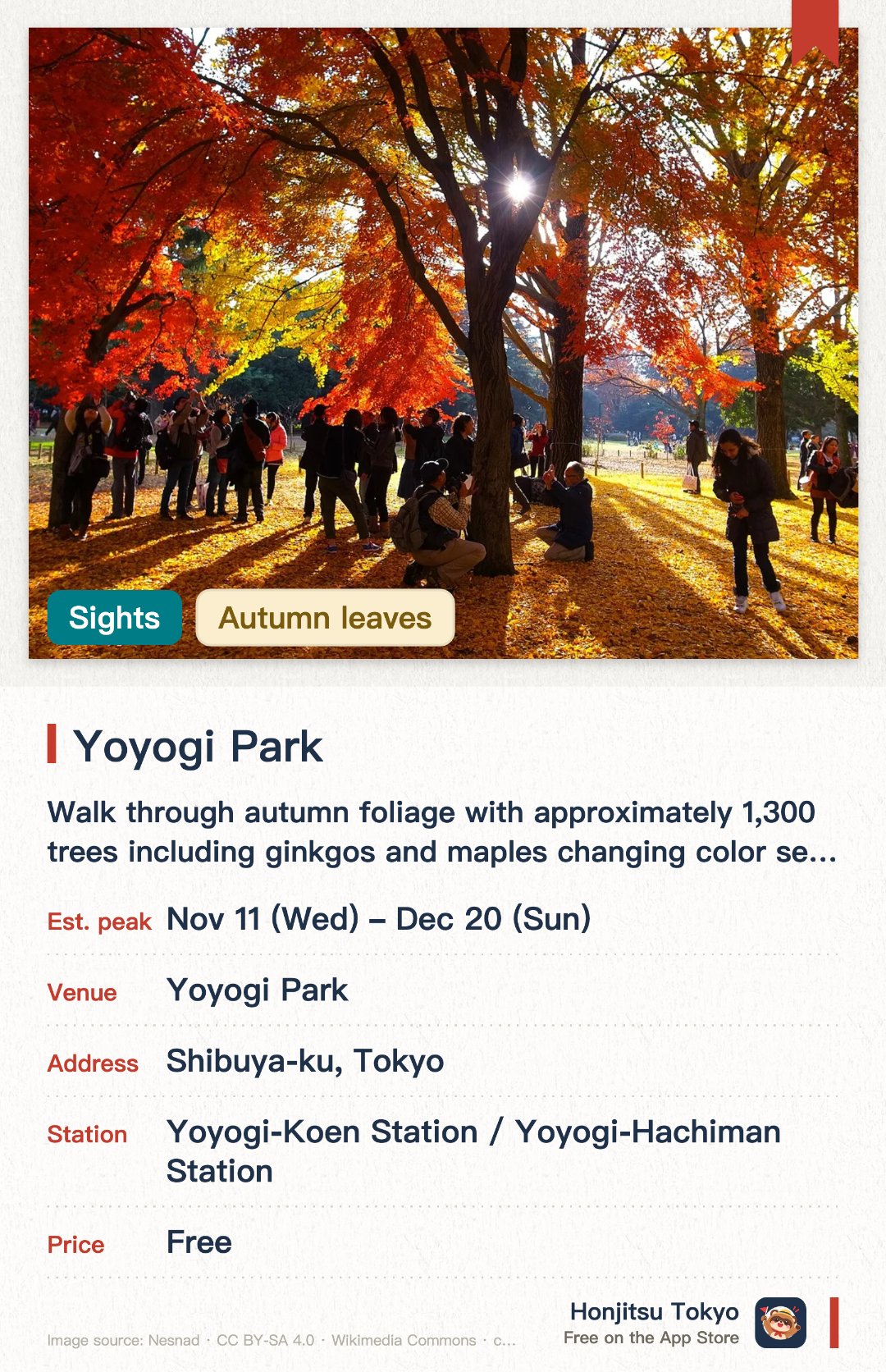 Yoyogi Park. 11 Nov–20 Dec · Yoyogi Park. Walk through autumn foliage with approximately 1,300 trees including ginkgos and maples changing color sequentially.. Golden ginkgo avenue near Harajuku Gate contrasts strikingly with deep red maples by the fountain.
